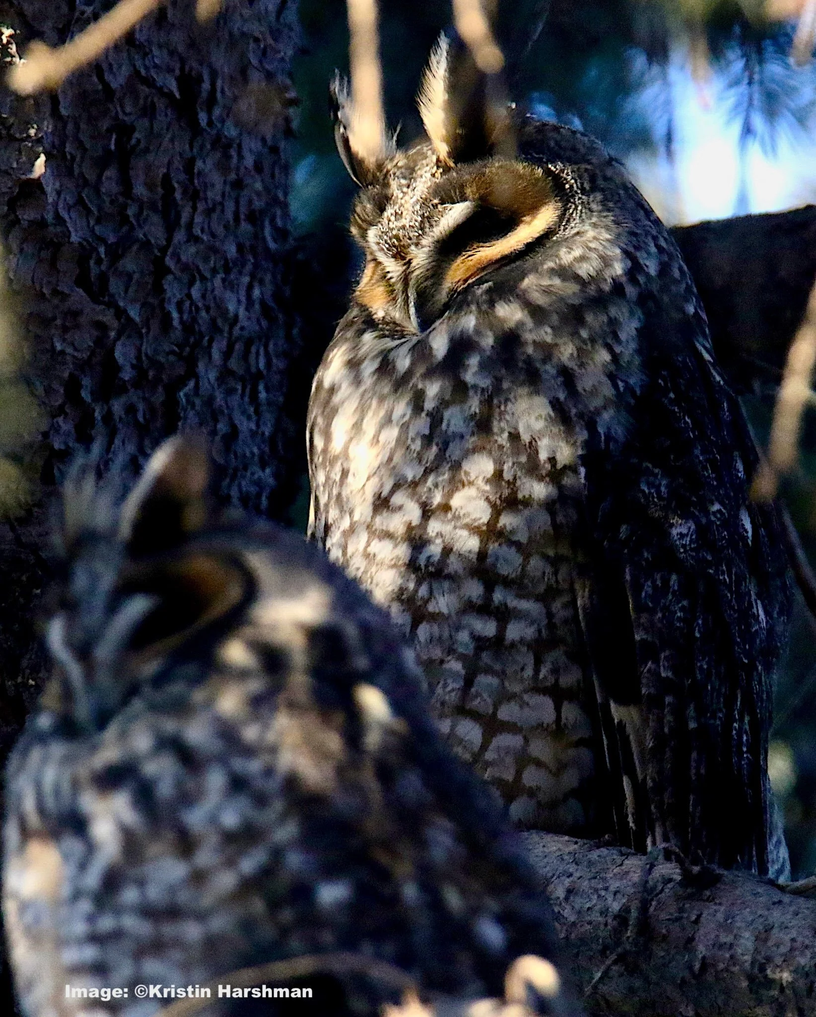 トップス Owl Amazon.com : Owlery Snowy Solar Owl With Motion Detector, Flashing